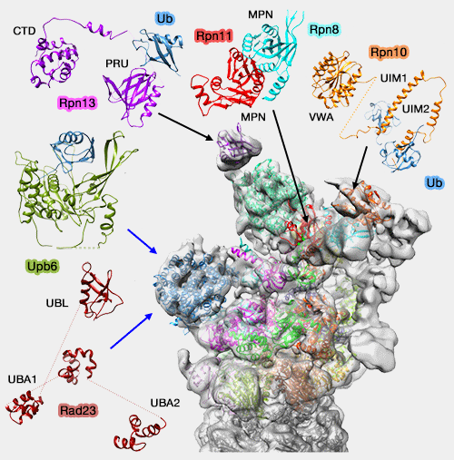 Protéines associées au protéasome pour la désubiquitination