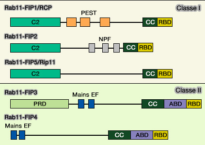 Rab11-FIP (Rab11-Family Interacting Protein)