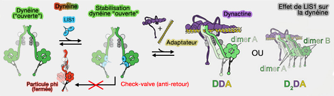 Effet de LIS1 sur la dynéine d'après le modèle " catalytic check valve "