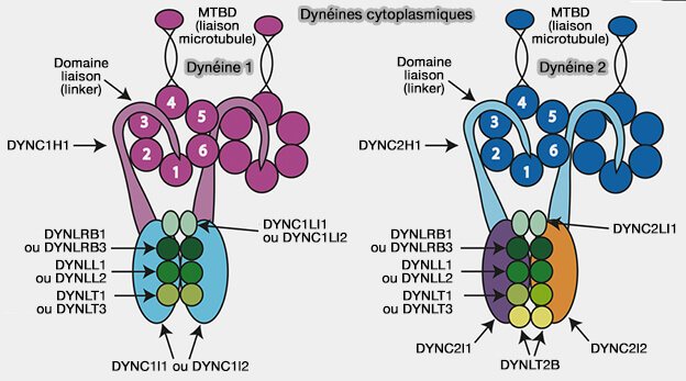 Dynéines cytoplasmiques