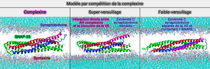 Modèle de compétition : interactions hélice AH/Syb/VS suite à des mutations