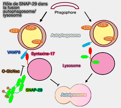 SNAP-29 et fusion autophagosome/lysosome
