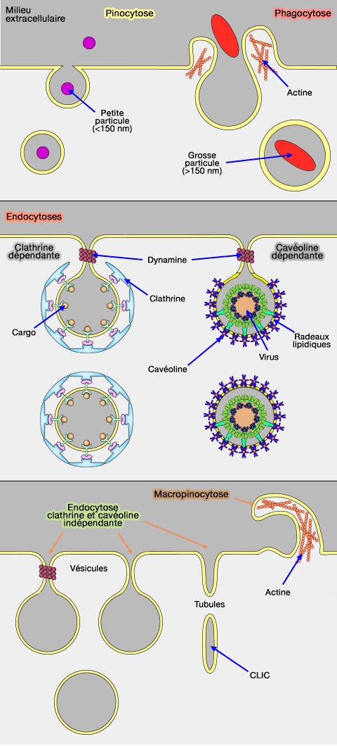 Vue d'ensemble des endocytoses
