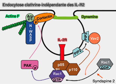 Endocytose clathrine-indépendante des IL-R2