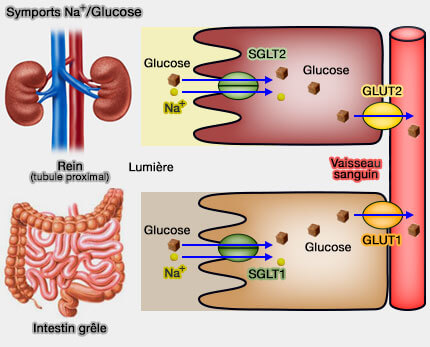Symports Na<sup>+</sup>/glucose