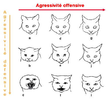 Expressions faciales du chat
