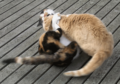 Combat entre chats