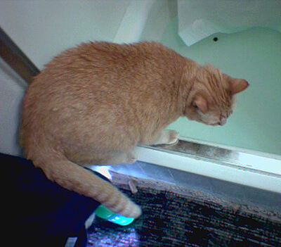 Chat devant une baignoire en eau