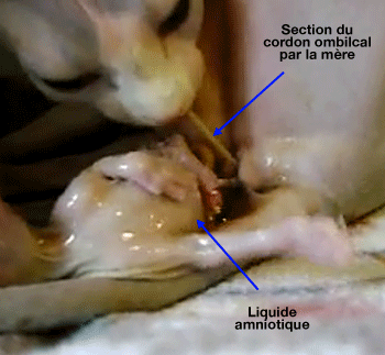 Section du cordon ombilical par la mère