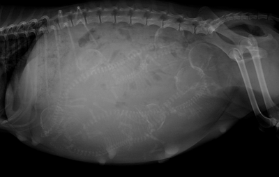 Radiographie d'une chienne pleine