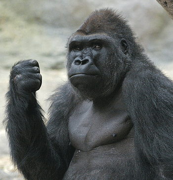 Mouvement expressif d'un gorille