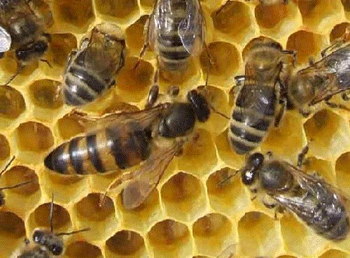 Reine entourée d'abeilles