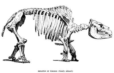 Squelette de Toxodon