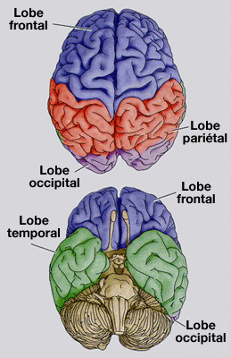 Lobes cérébraux