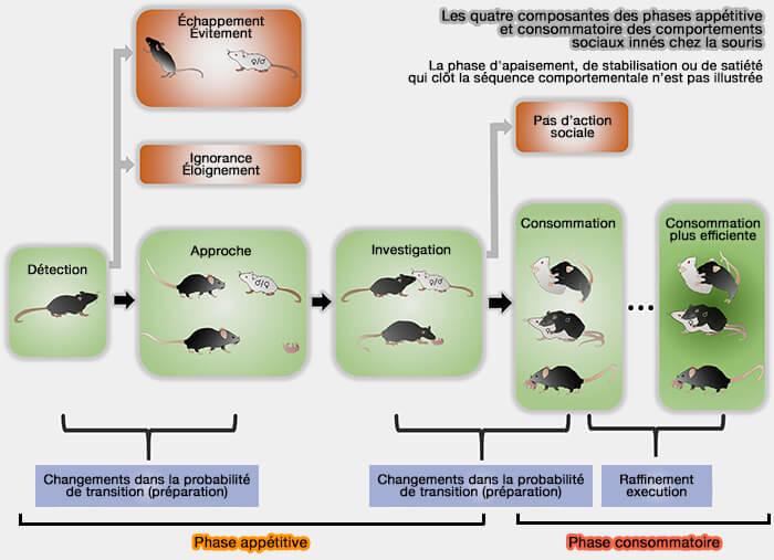 Les quatre composantes des phases appétitive et consommatoire des comportements
sociaux innés chez la souris
