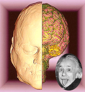 Cerveau d'Einstein
