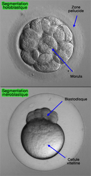 Stades 16 blastomères d'un embryon d'homme et du poisson zèbre