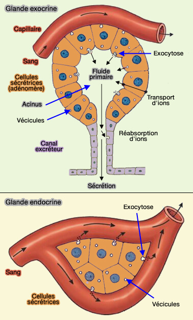 Glandes exocrines et endocrines