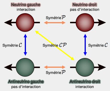 Neutrinos, antineutrinos et symétries