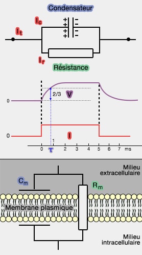 Condensateur, résistance et
            membrane