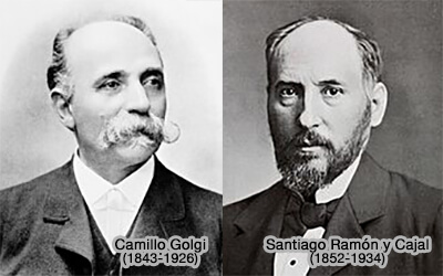 Golgi et Ramón y Cajal