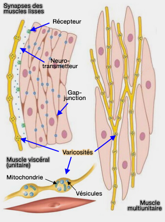 Synapses des muscles lisses