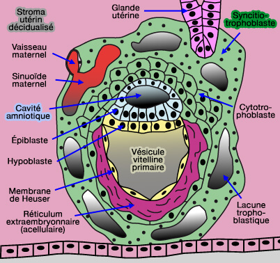 Enfouissement de l'embryon  syncitiotrophoblastique dans l'endomètre