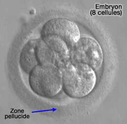 Embryon à 8 cellules