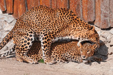 Copulation du  jaguar