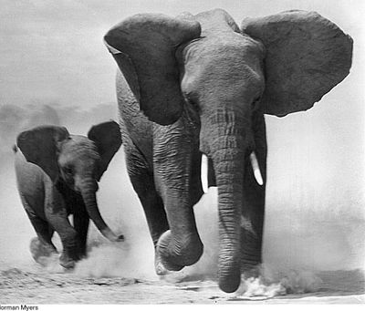 Agression maternelle chez l'éléphant