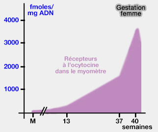Récepteurs à l'ocytocine dans le myomètre lors de gestation chez la femme