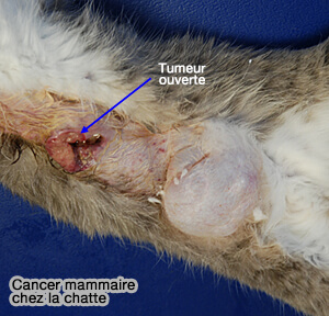 Cancer mammaire chez la chatte