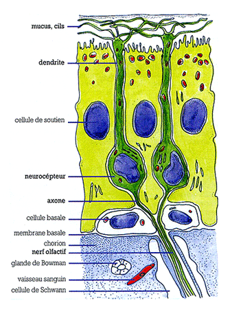 Epithélium olfactif