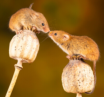 Investigation sociale chez la souris