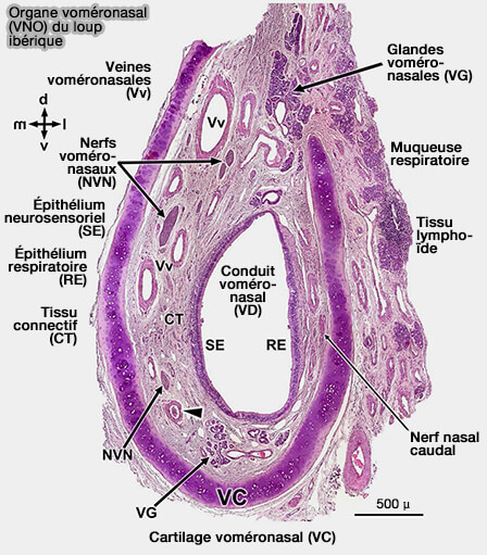 Organe voméronasal (VNO) du loup