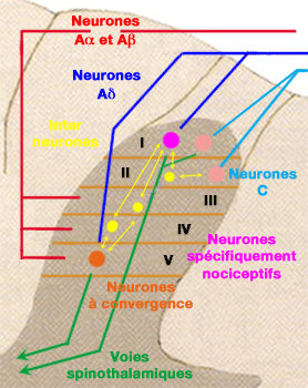 Neurones nociceptifs