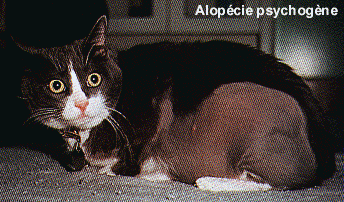 Alopécie psychogène chez le chat