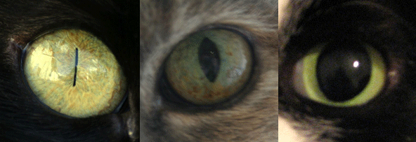 Pupilles de chats