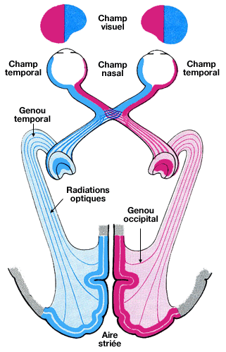 Rétinotopie de la voie rétino-corticale
