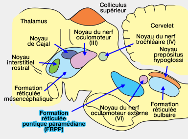 Formation réticulée paramédiane (FRPP)