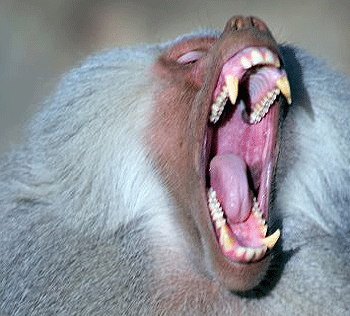 Dents du babouin
