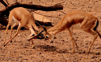 Combat d'antilopes