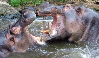 Combats entre hippopotames