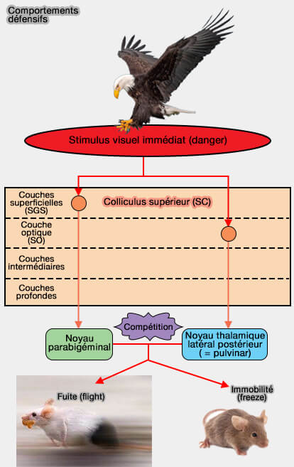 Noyau parabigeminal