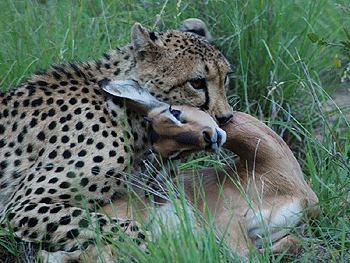 Fin du combat entre un guépard et une gazelle