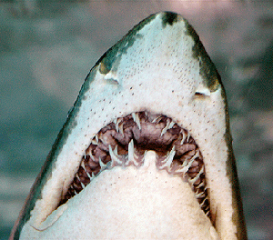 Dents du requin