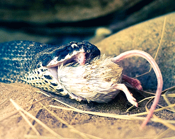 Serpent avalant une souris