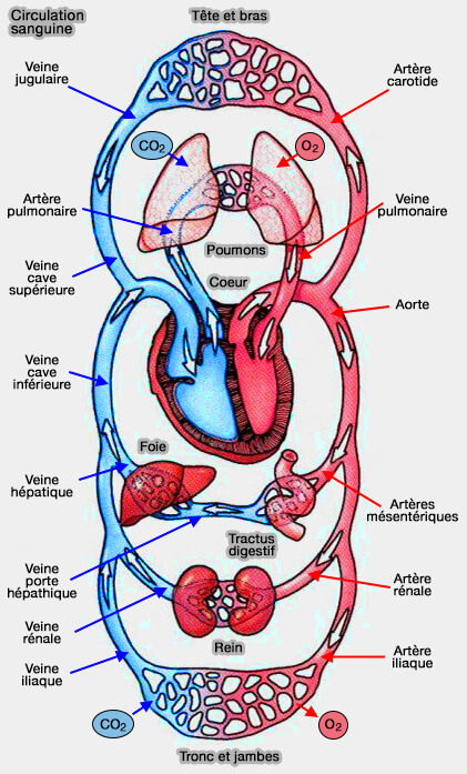 Schéma simplifié de la circulation sanguine