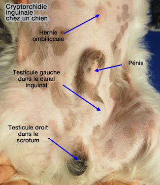 Mon chien n'a qu'un seul testicule : l'ectopie testiculaire - Clinique en  chirurgie et médecine animale à Saint-Valery-en-Caux 76460 - Clinique  Vétérinaire Côte d'Albâtre