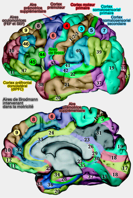 Aires de Brodmann intervenant dans la motricité